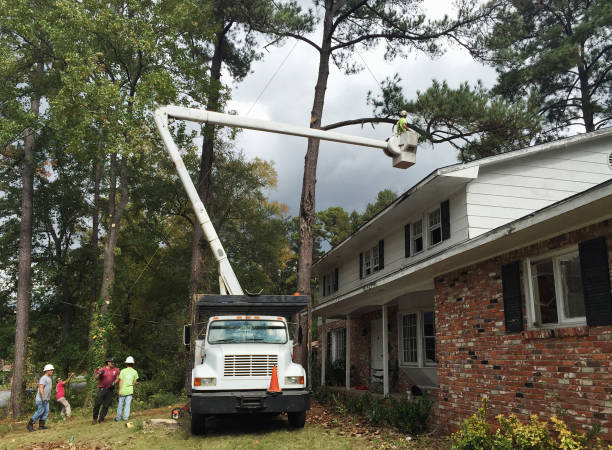 Best Lawn Dethatching  in Craig, CO