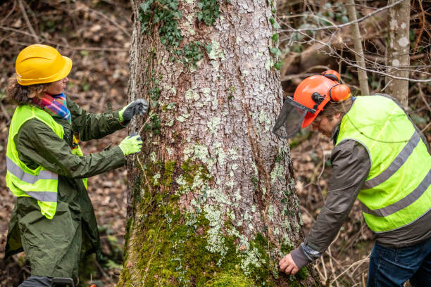 Reliable Craig, CO Tree Services Solutions